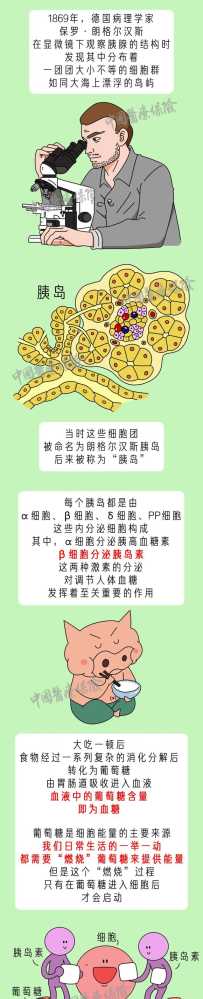“胰岛”是个什么岛？