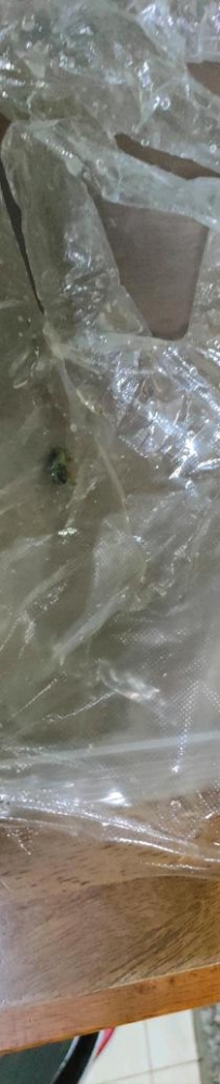 集采的手套都？